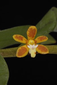 Trichoglotis orchidea Gin Gan CBR flower
